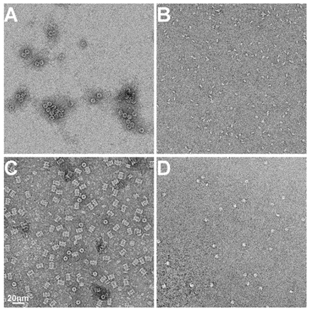 EM images of negatively stained protein samples - blog 1