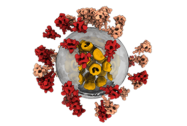 Quantifoil | SPT Labtech