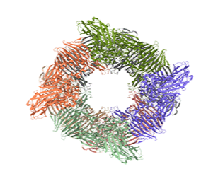 rafa-leiro-beta-gal-model-ultraufoil-1