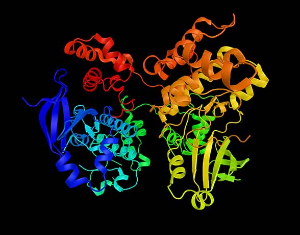 Protein_Structure
